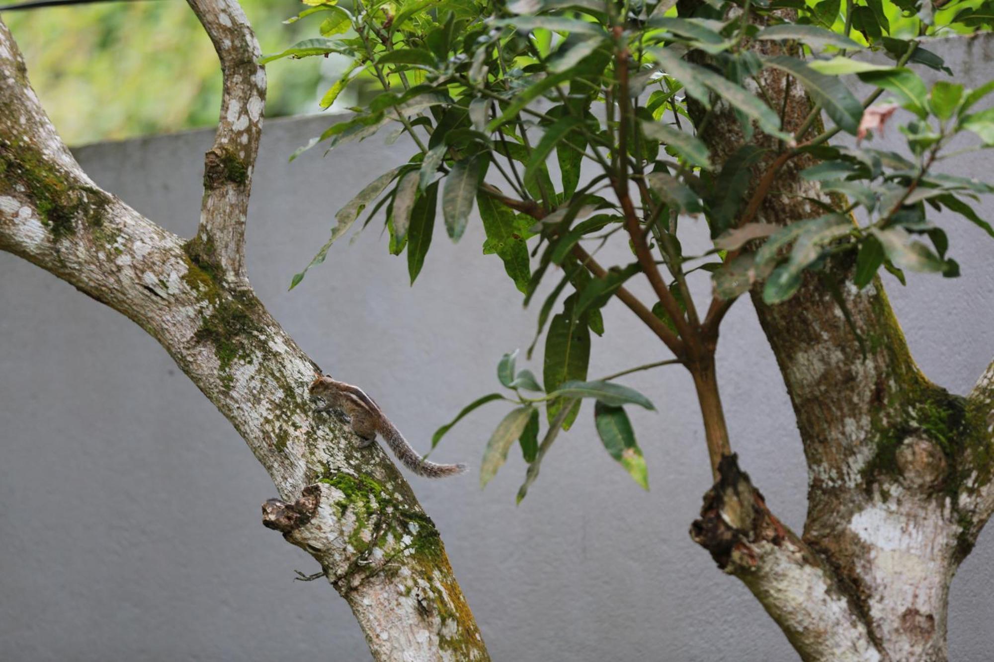 Thambara Villa Unawatuna Exteriör bild